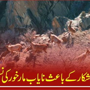 Illegal hunting of Markhor