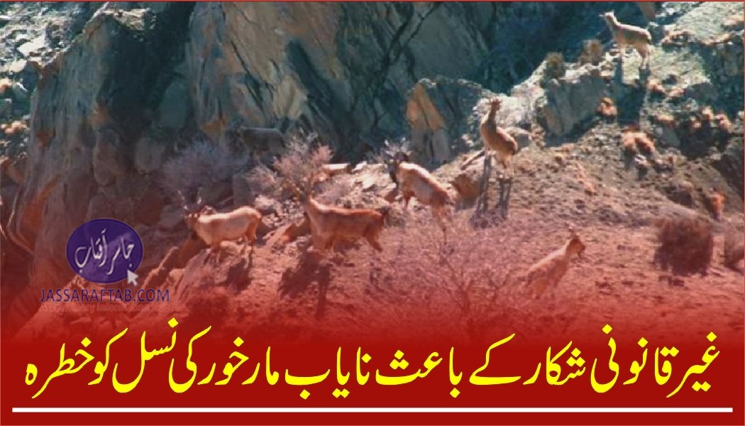 Illegal hunting of Markhor