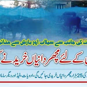 Sindh livestock to get mosquito nets