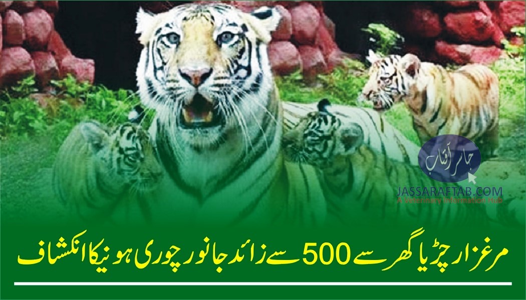 Animal Theft in Zoo of Islamabad