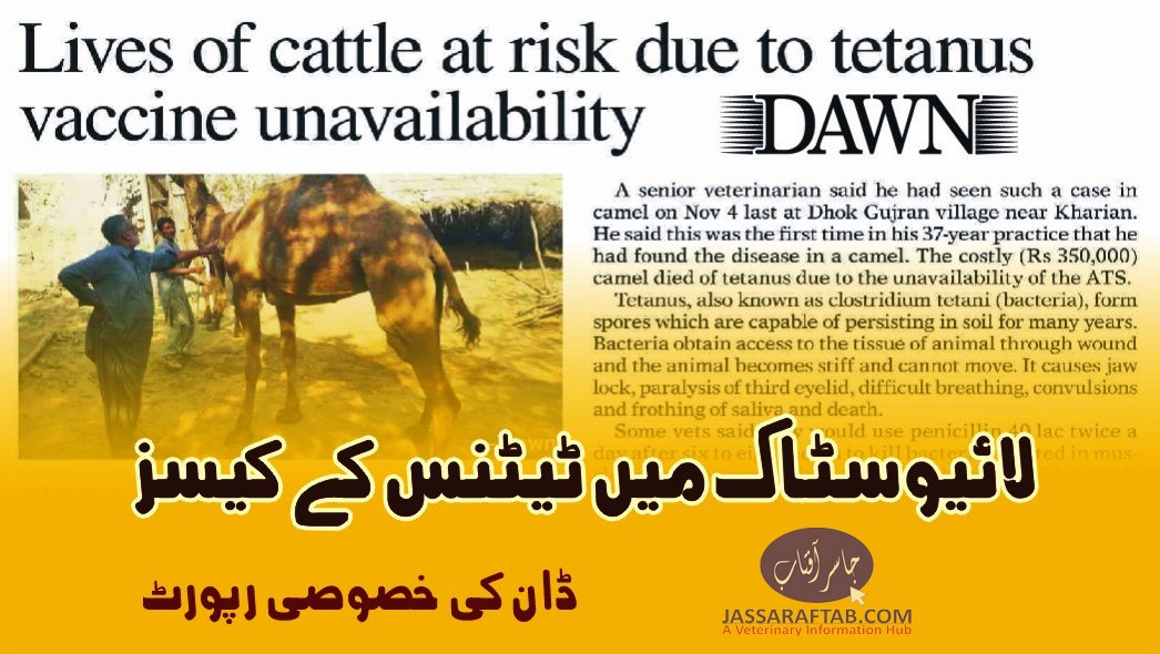 A case of tetanus in camel | tetanus in livestock