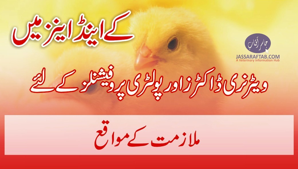 Broiler poultry farm manager job