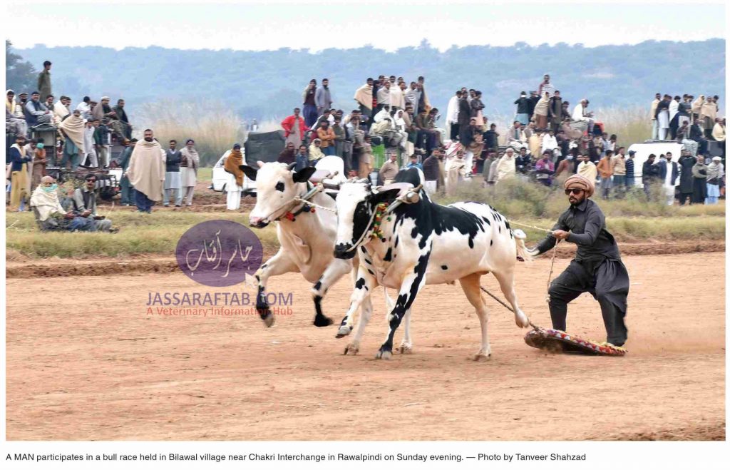 Bull race held in Rawalpindi