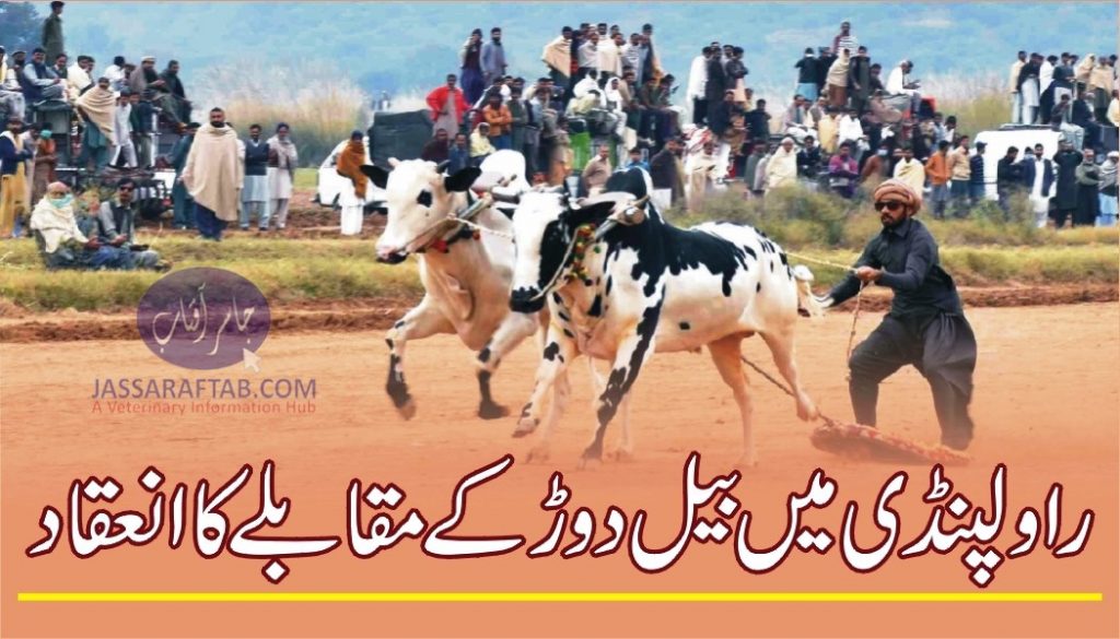 Bull race in Rawalpindi