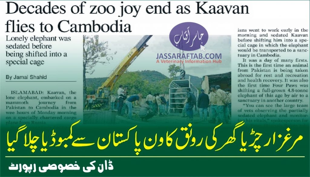 World’s loneliest elephant Kaavan flies off to Cambodia