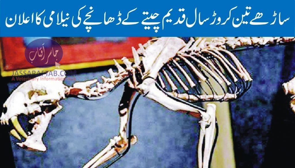 'Saber-toothed tiger' skeleton up for auction'Saber-toothed tiger' skeleton up for auction