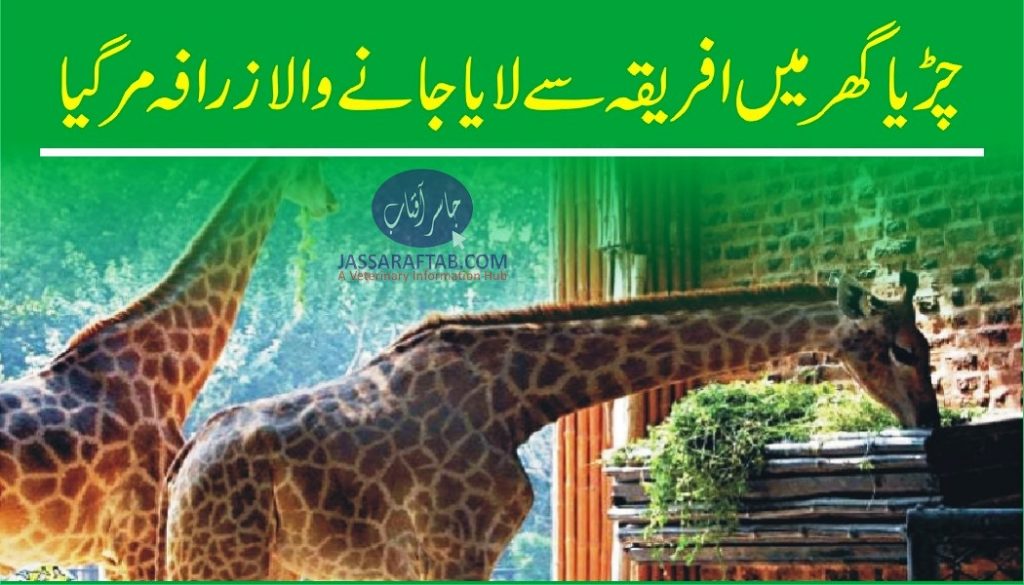 Another giraffe died in Peshawar zoo