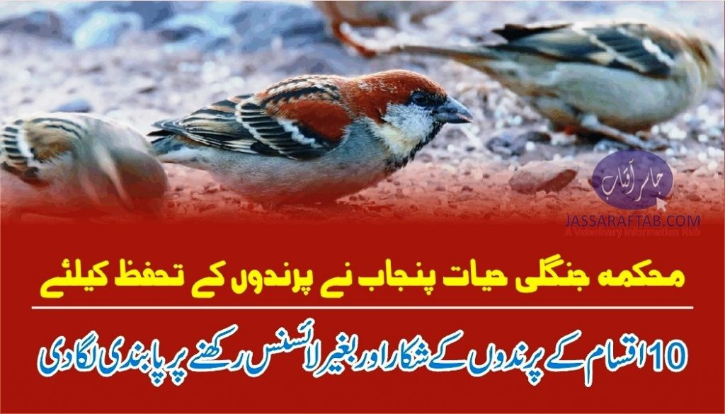 Hunting of different birds banned