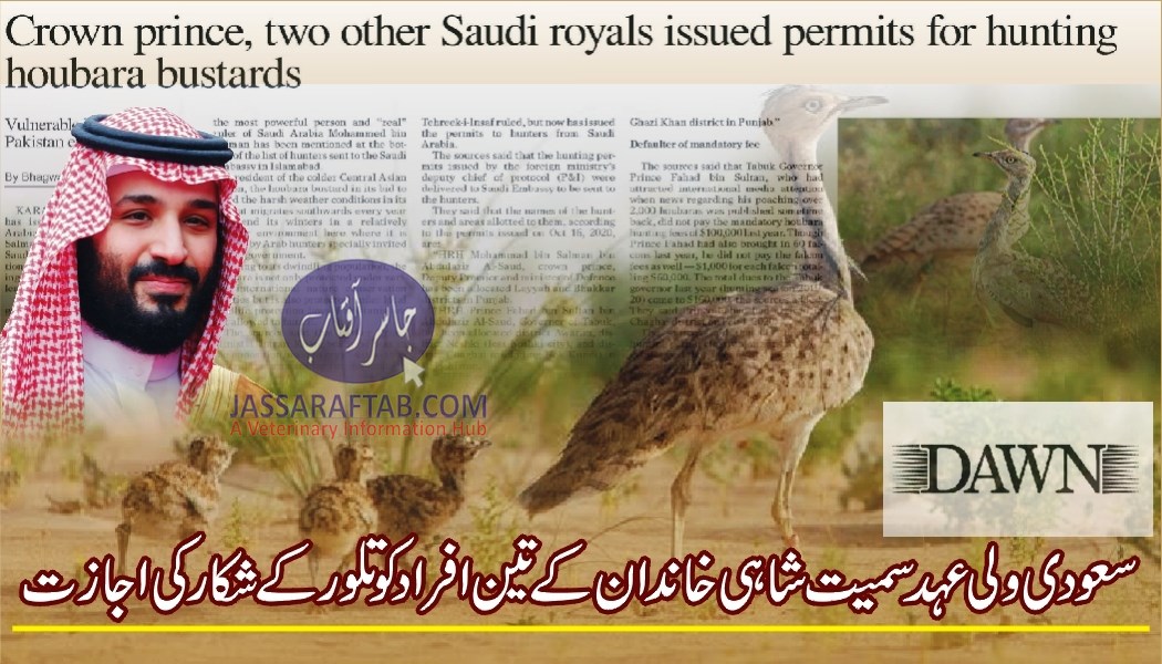 سعودی ولی عہد سمیت شاہی خاندان کے تین افرادکو تلور کے شکار کی اجازت