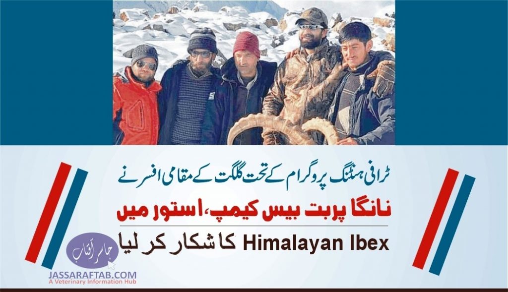 Himalayan Ibex hunted in Astore district