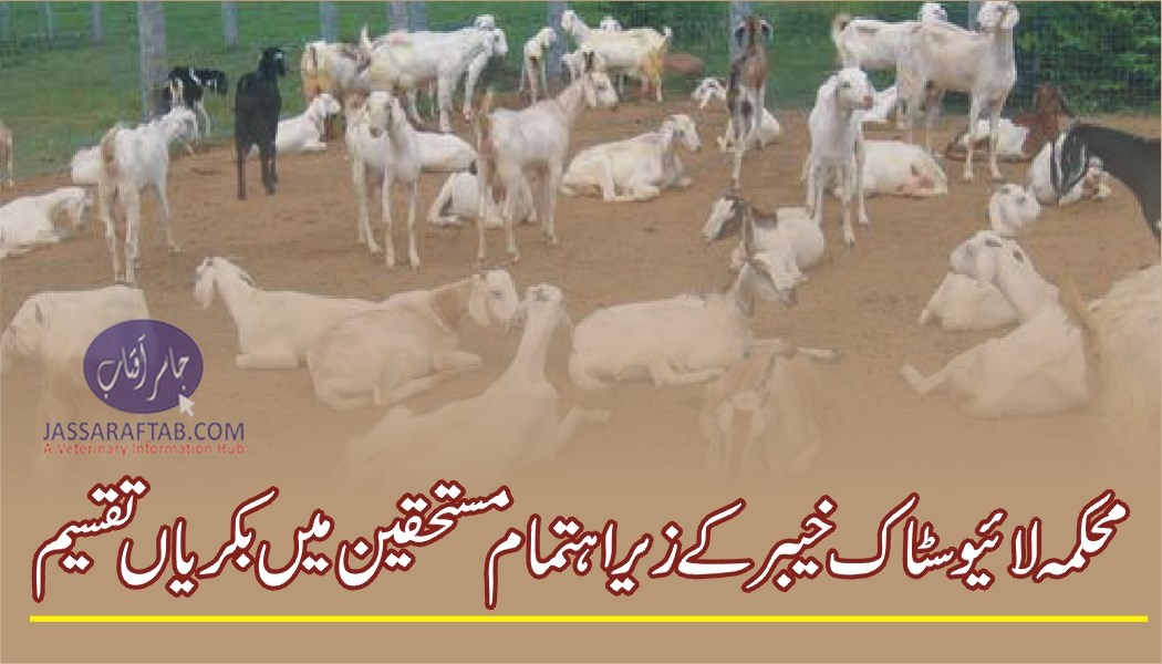 Goat distribution in KPK in poor families