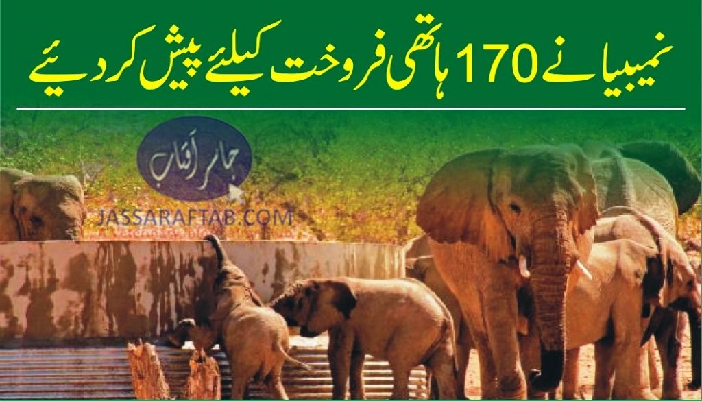Sale of live elephants