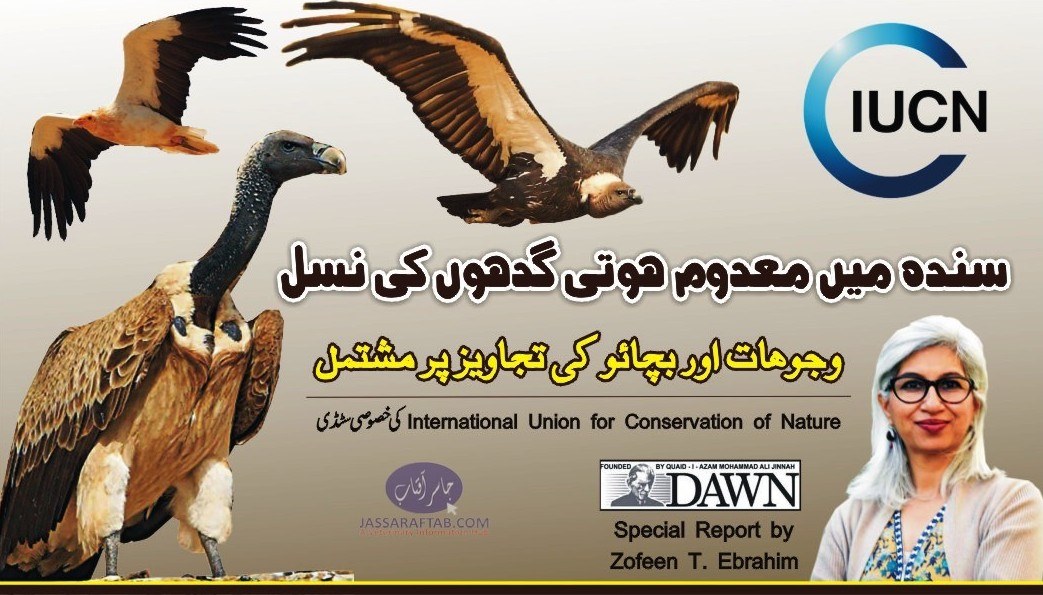 سندھ میں معدوم ہوتی گِدھوں کی نسل،وجوہات اور بچاؤکی تجاویز پر مشتمل رپورٹ
