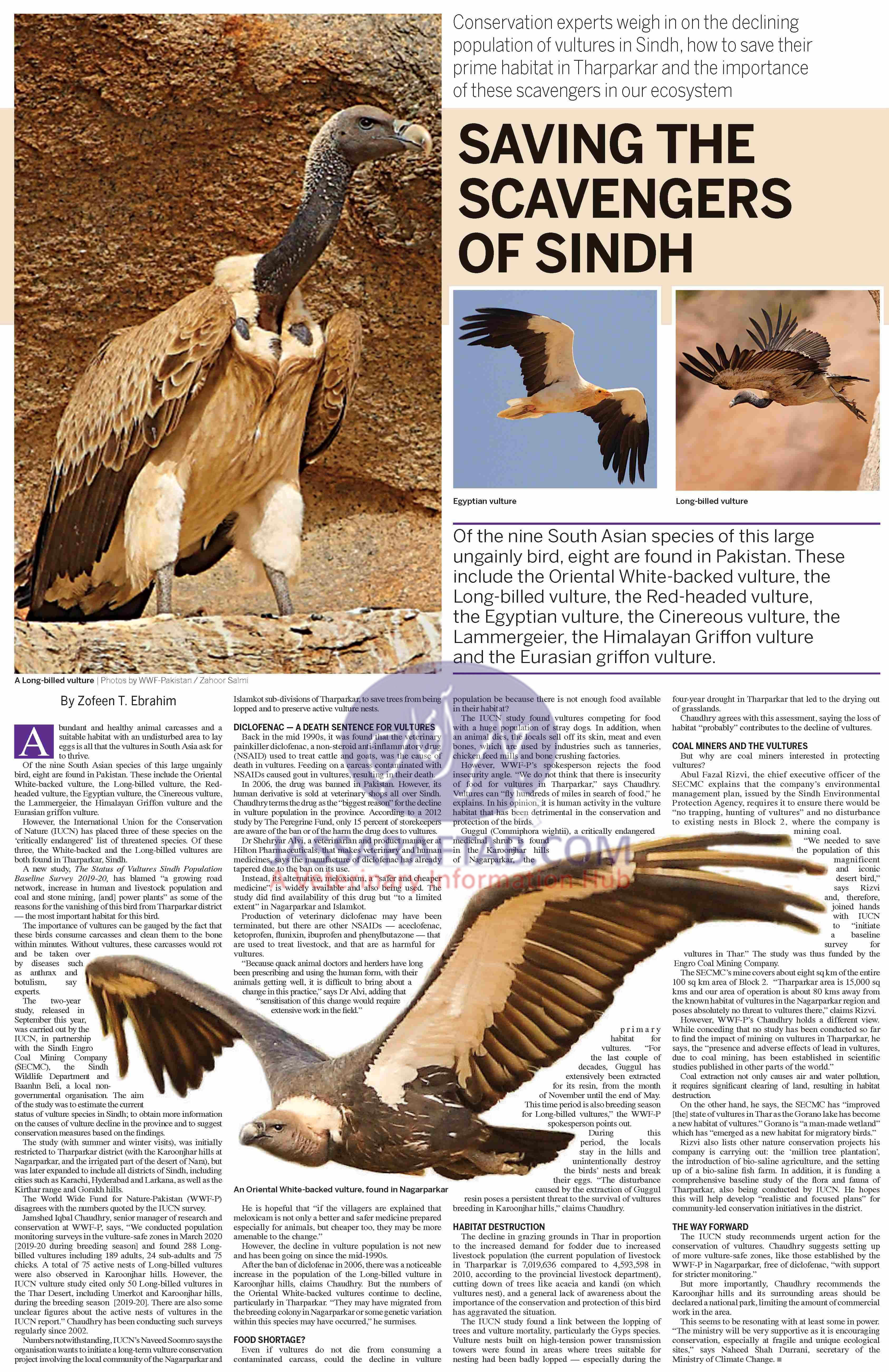 Conservation of Vultures Scavengers - Report on Species of Vulture bird & Vulture population in Sindh.