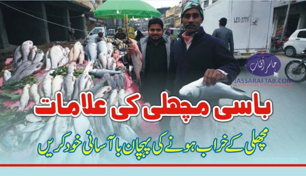 Stale fish identification | باسی مچھلی