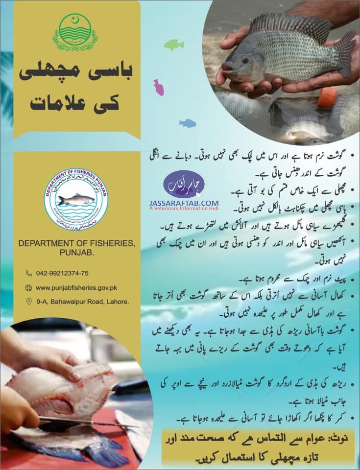signs of non fresh fish, Identification of Stale Fish and bad fish. 