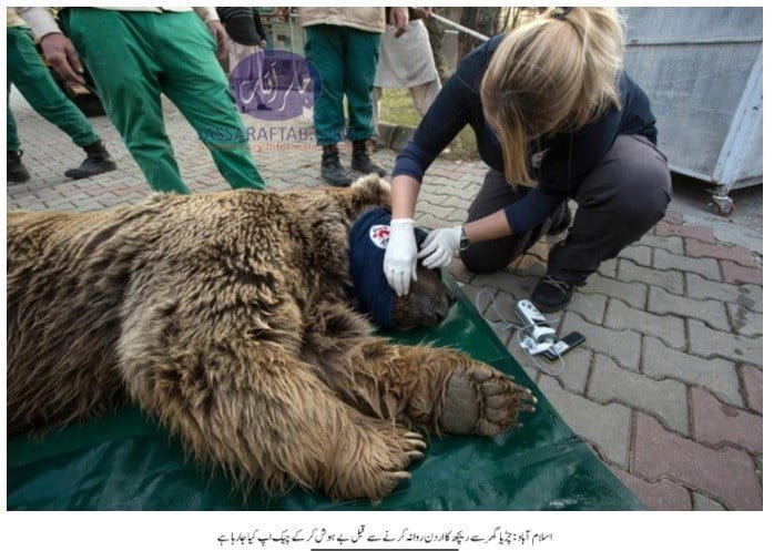 Suzie and Bubloo - Brown Bears