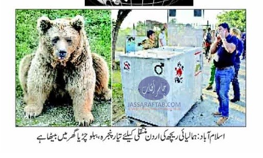 Brown Bears of Islamabad Zoo Suzie and Bubloo