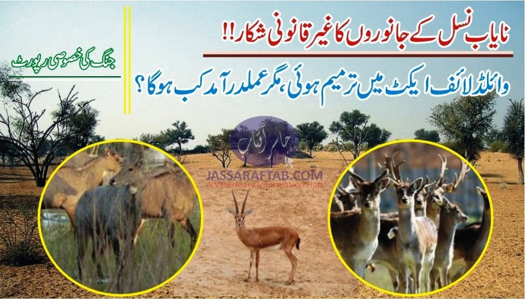 Illegal hunting of wildlife in Sindh