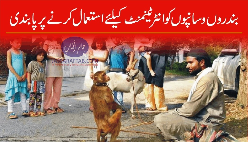 Monkey and Snake Dance Banned in Islamabad