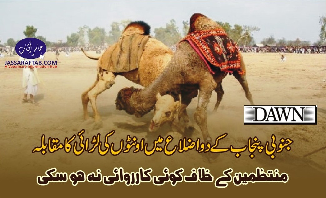 Camel Fight in South Punjab