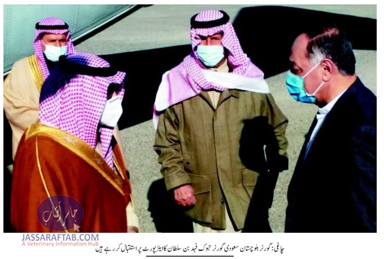 Houbara Hunting by Saudi Governor