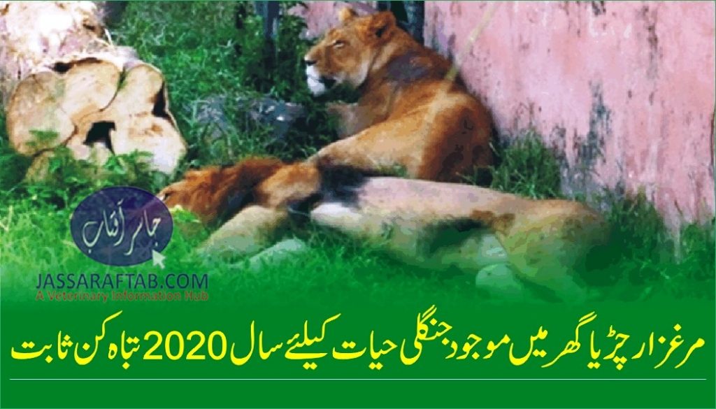 The end of Marghazar Zoo in Islamabad