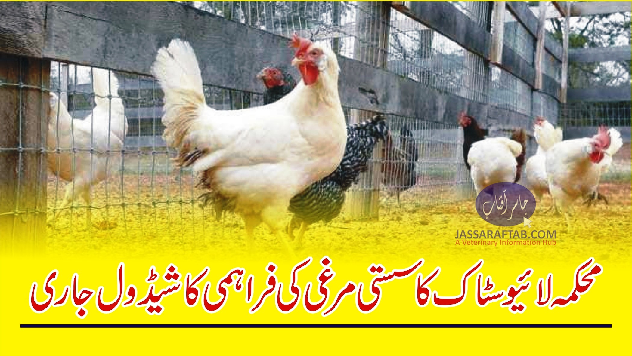 محکمہ لائیوسٹاک کا سستی مرغی کی فراہمی کا شیڈول جاری