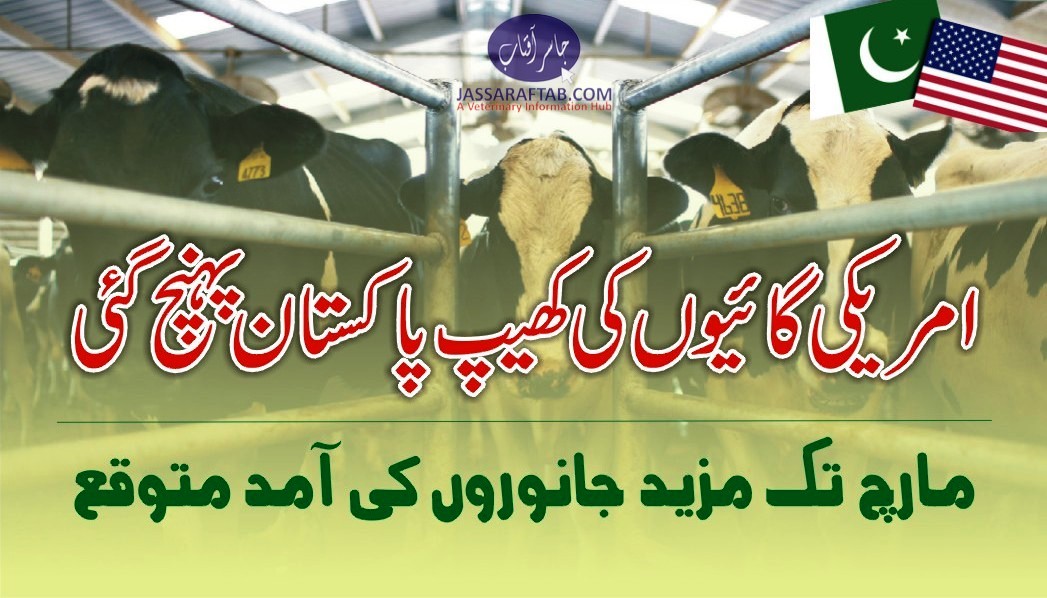 Imported Cow shipment from US arrived | Cattle shipment arrived