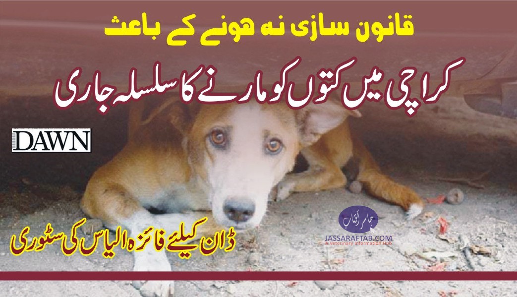قانون سازی نہ ہونے کے باعث کراچی میں کتوں کو مارنے کا سلسلہ جاری