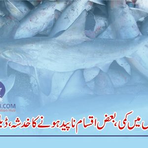 Shark population declined by 85% in Pakistan
