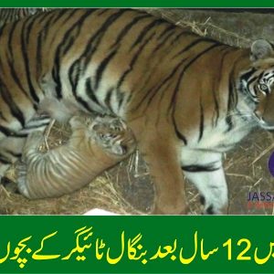 Birth of Tiger Cubs by Bengal tigress