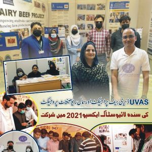 Dairy Beef Project of UAS