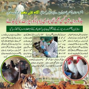Animal disease reporting to animal husbandry commissioner