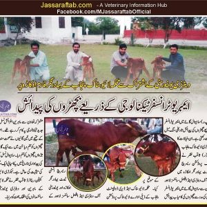 Sahiwal cow ETT embryo transfer