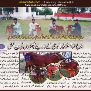 Sahiwal Cow Embryo transfer -  Calf born by Embryo Transfer Technology in Sahiwal Cow at Bahadarnagar Farm