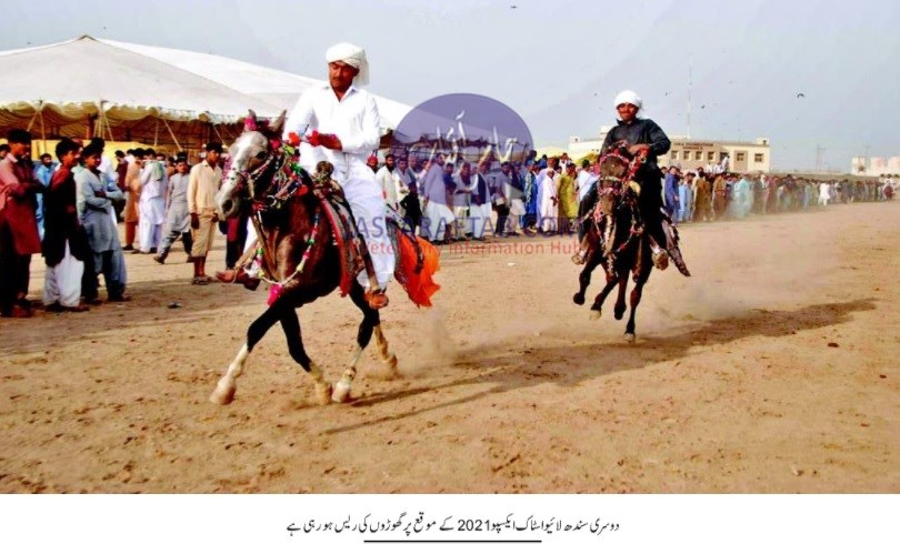 Horse Race in Sindh