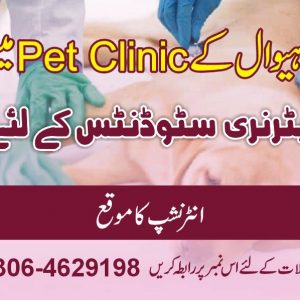 DVM INTENSHIP in pet clinic