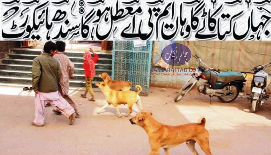 MPAs to be suspended if dog bite incidents take place: SHC