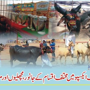 Sindh Livestock Expo 2021 at Hatri Bypass |