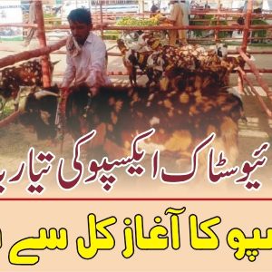 Sindh livestock expo 2021 will start from tomorrow