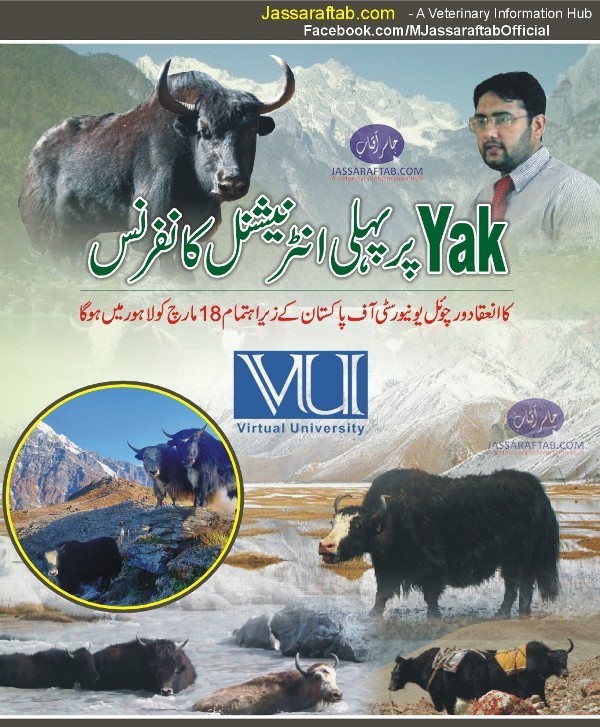 Research on Yak