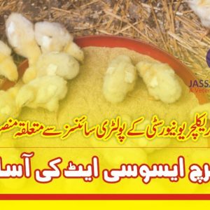 asil chicken feed efficiency project