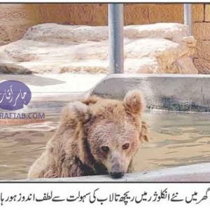 Brown bear shifted
