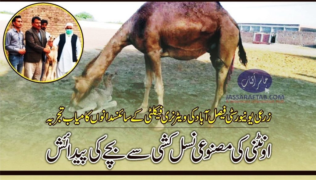 Camel calf produced through artificial insemination