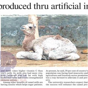 Camel calf produced through artificial insemination in Camel