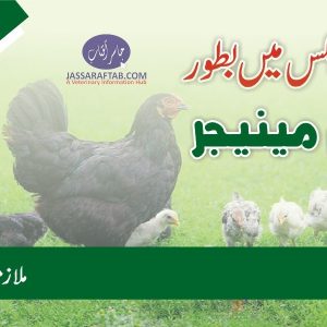 Poultry farm manager job