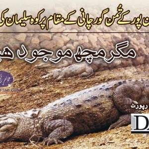 Mugger crocodile in Pakistan in Tuman Gorchani