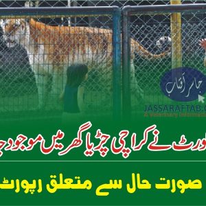 Report sought on health condition of animals kept at Karachi Zoo
