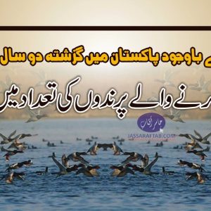 Increase in migratory birds population in Pakistan